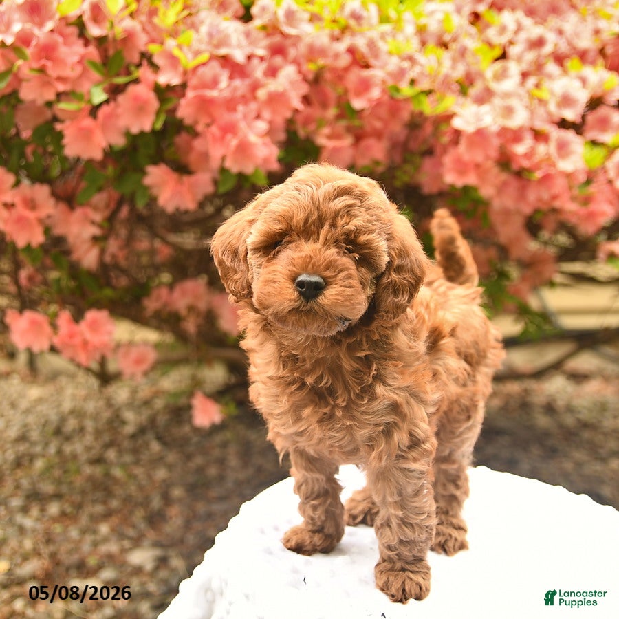 Cavapoo dogs Brynn  - Ad 2