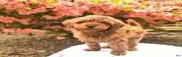 Cavapoo dogs for sale: Brynn  - Ad 2