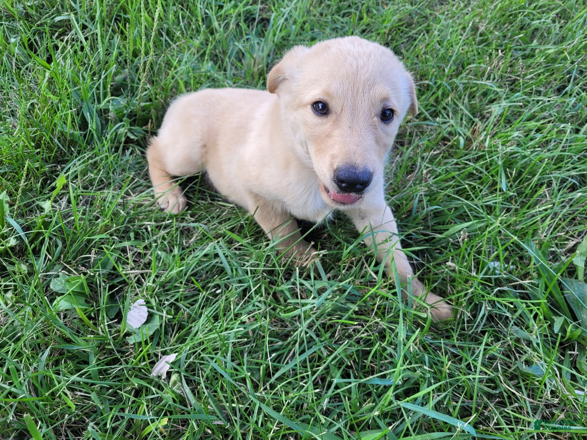 Golden Shepherd dogs Kim  - Ad 2