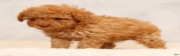 Miniature Poodle dogs for sale: Fern - Ad 8