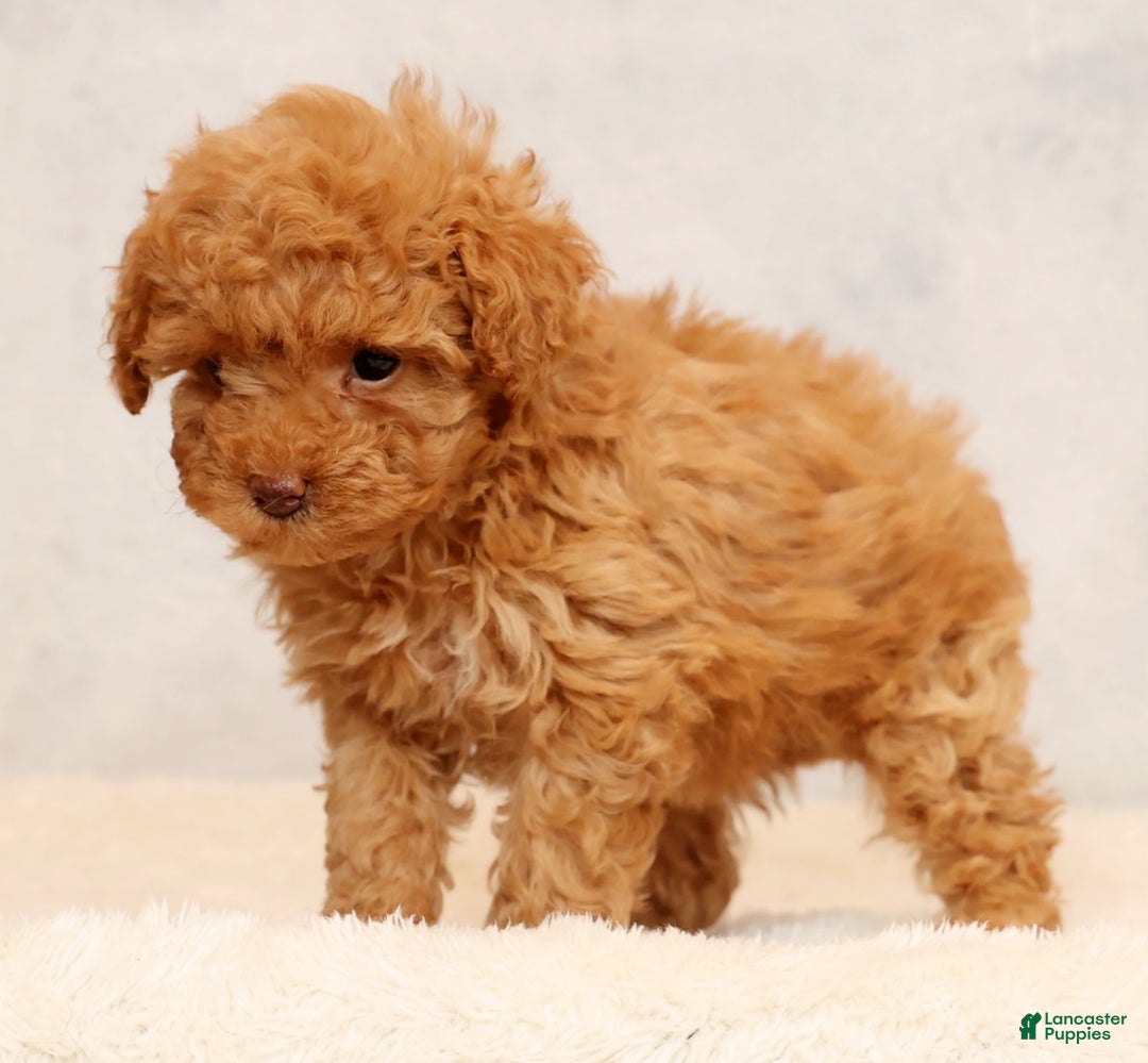 Miniature Poodle dogs for sale: Fern - Ad 8