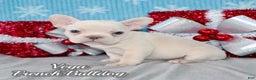 French Bulldog dogs for sale: Vega - Ad 1