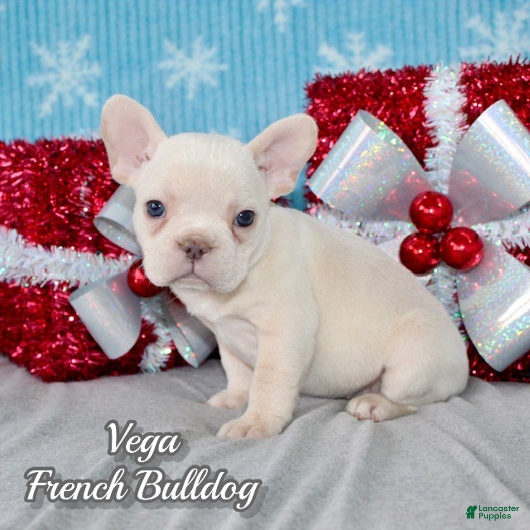 French Bulldog dogs for sale: Vega - Ad 1