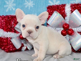 French Bulldog dogs Vega - Ad 6