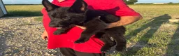 German Shepherd dogs for sale: Gipper  - Ad 2
