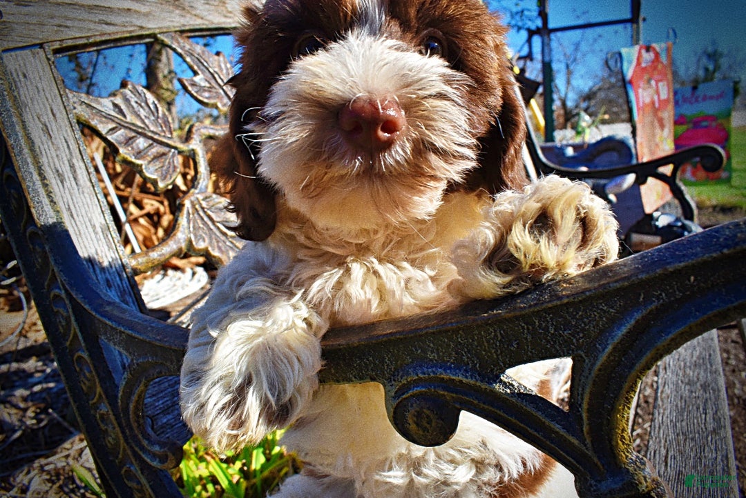 Havapoo dogs for sale: Rocky - Ad 6