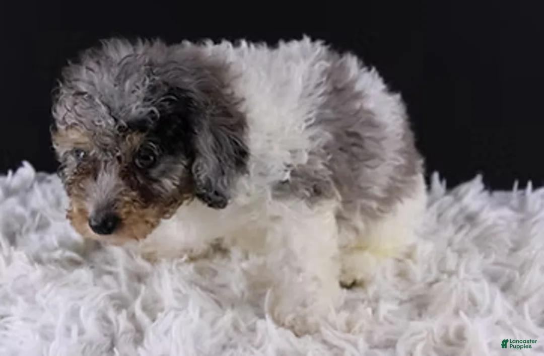 Toy Poodle dogs for sale: Jasper - Ad 4