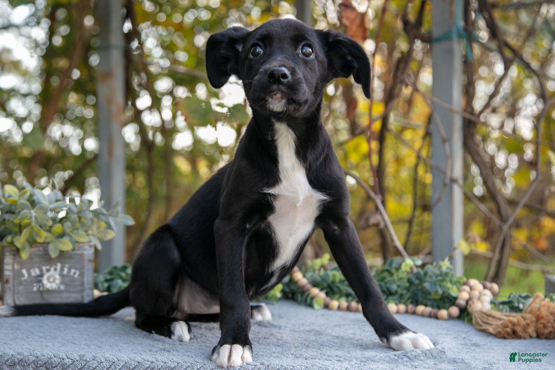 Mixed Breed dogs for sale: Destiny - Ad 3