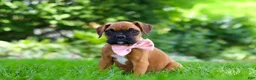Boxer dogs for sale: Lily - Ad 6