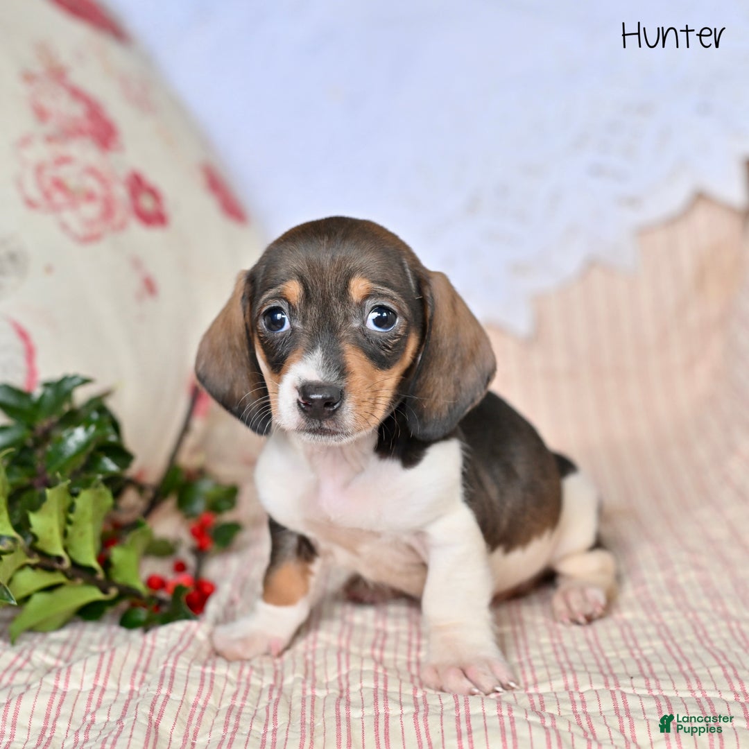 Miniature Dachshund dogs for sale: Hunter - Ad 4