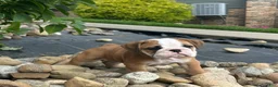 English Bulldog dogs for sale: Lily - Ad 3