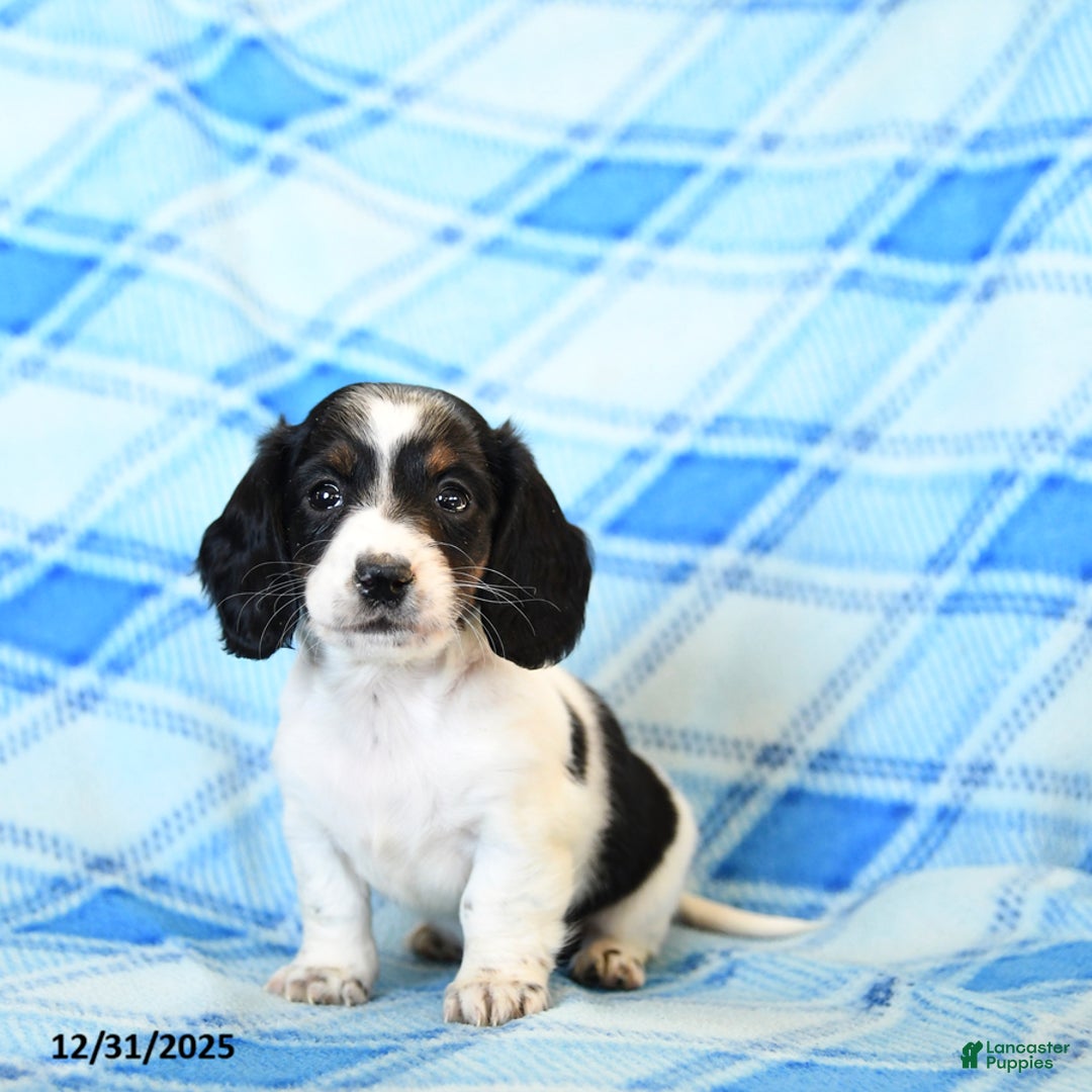 Miniature Dachshund dogs for sale: Snuffles - Ad 2