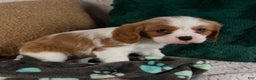 Cavalier King Charles Spaniel dogs for sale: Alfie - Ad 4