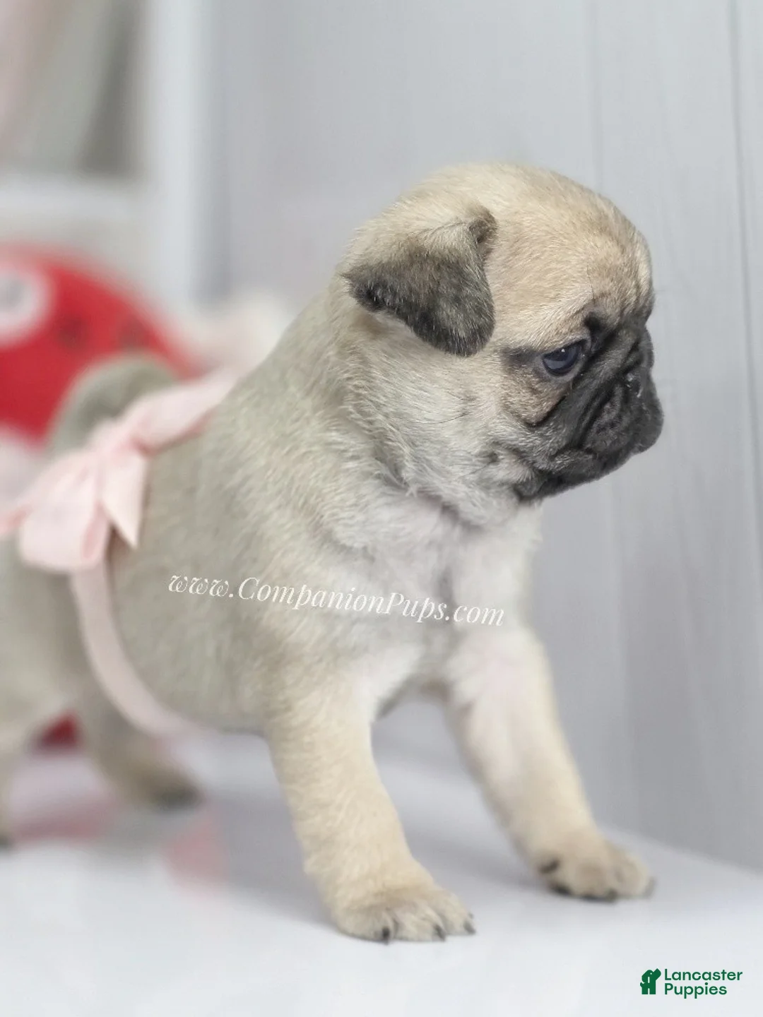Pug dogs for sale: Pink Bow - Ad 4