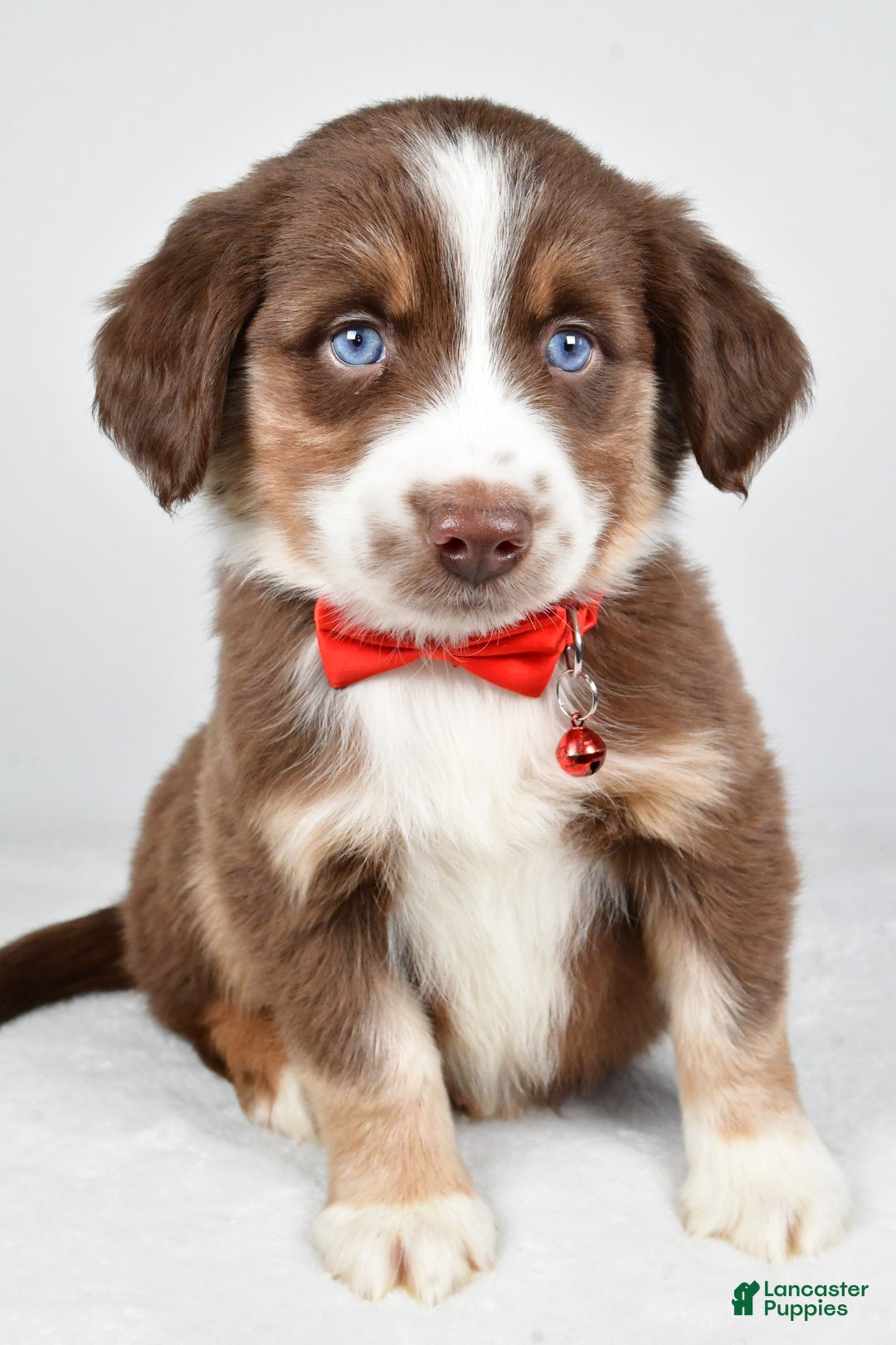 Miniature Australian Shepherd dogs for sale: Ronny - Ad 6