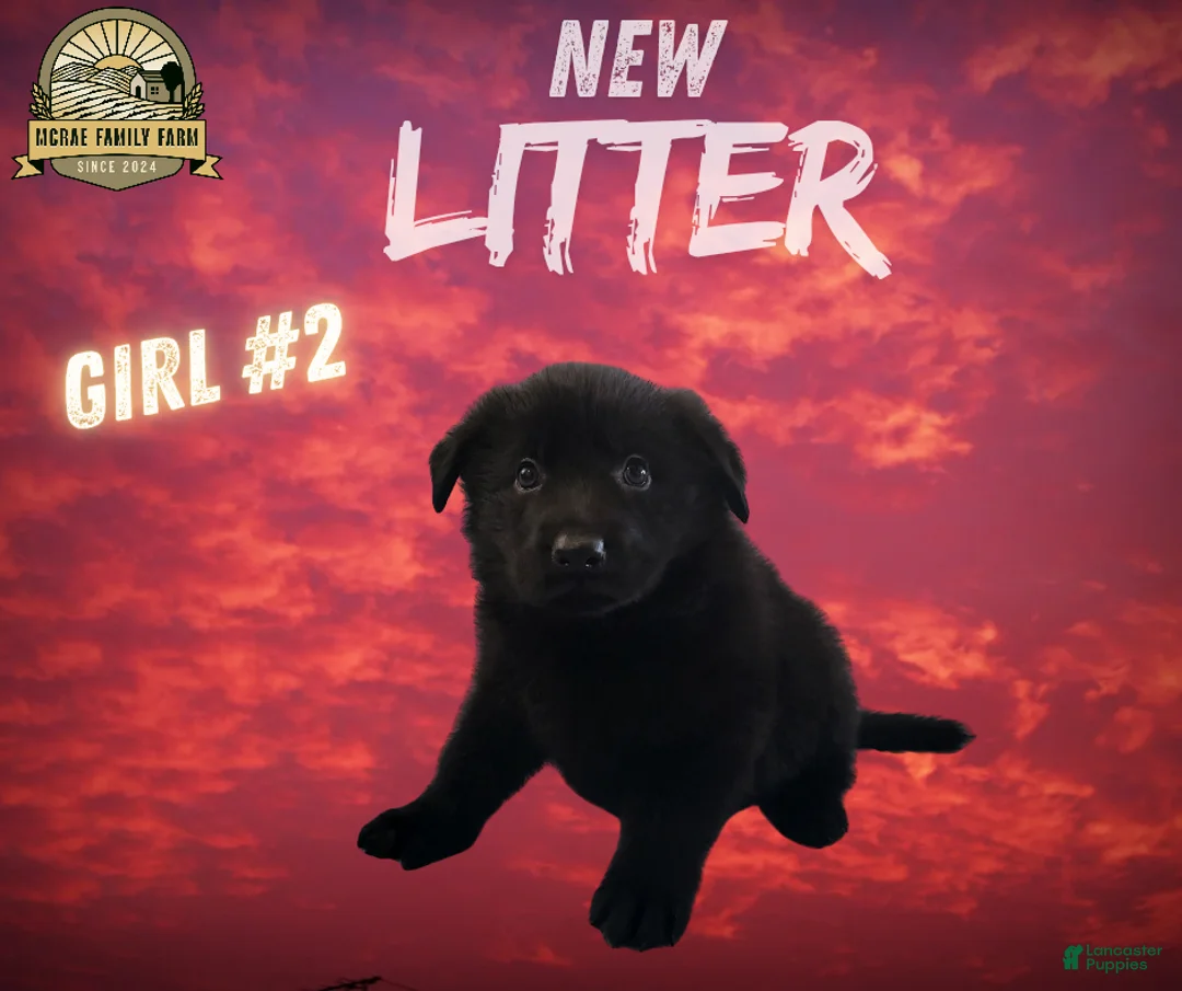 German Shepherd dogs for sale: German Shepherd Puppy 6 - Ad 1