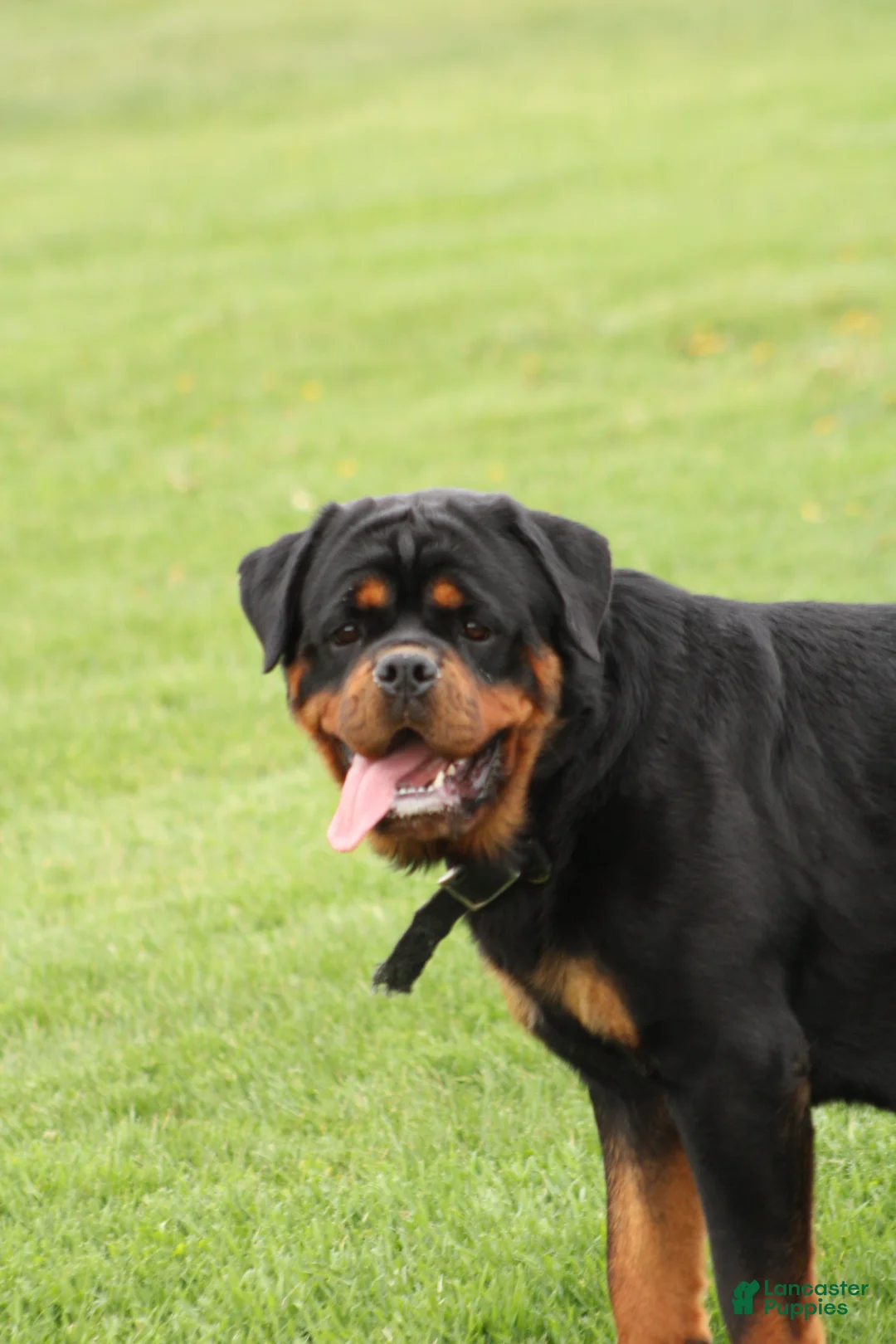 Rottweiler dogs for sale: Tate  - Ad 5