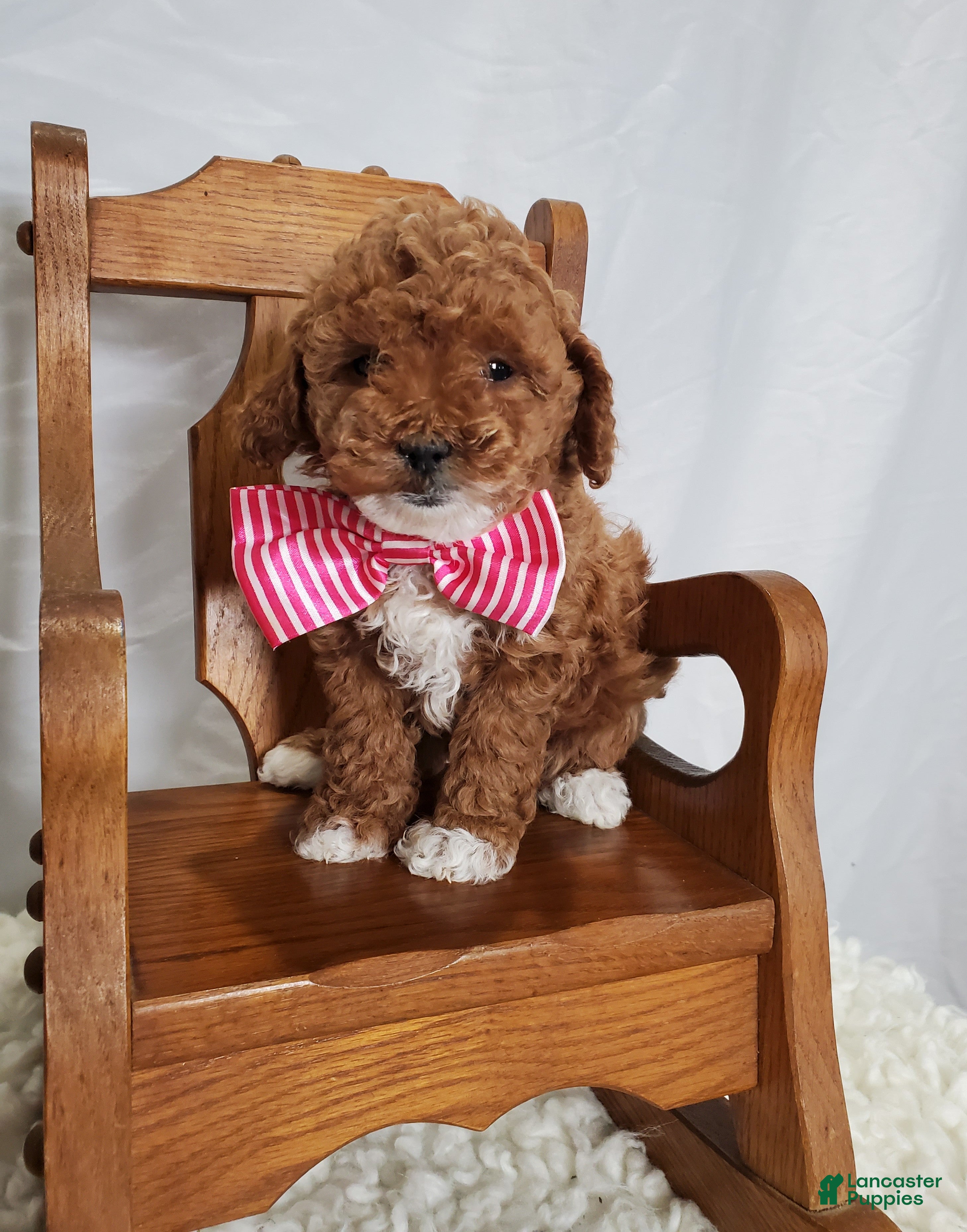 Toy Poodle dogs for sale: Joyce - Ad 2