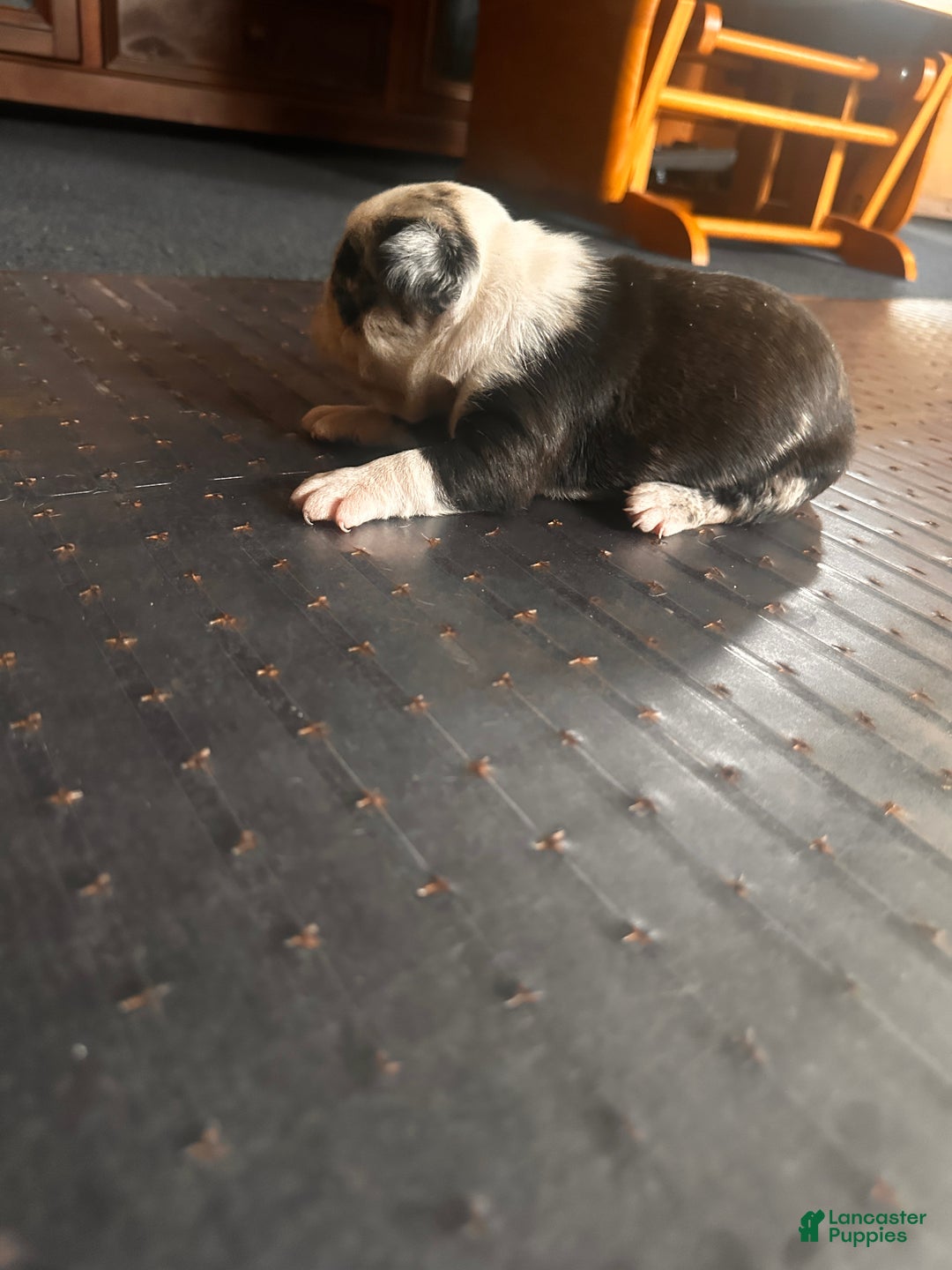 Mixed Breed dogs for sale: Honey - Ad 5