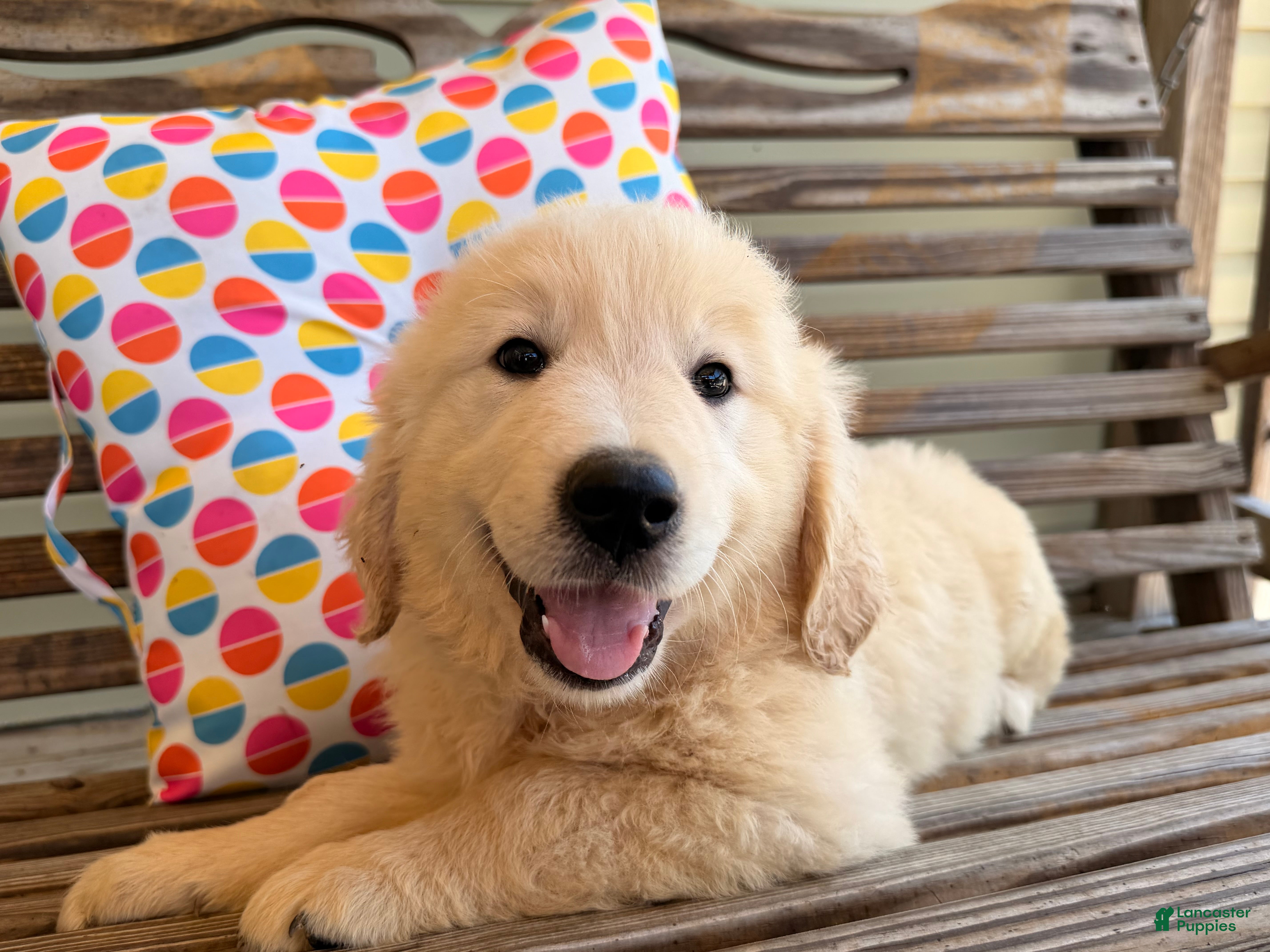 Golden Retriever dogs Snapper - Ad 1
