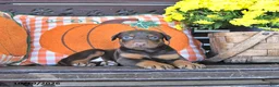 Doberman Pinscher dogs for sale: Archie - Ad 5