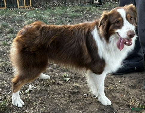 Australian Shepherd dogs for sale: Australian Shepherd 3 - Ad 2