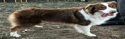Australian Shepherd dogs for sale: Australian Shepherd 3 - Ad 2