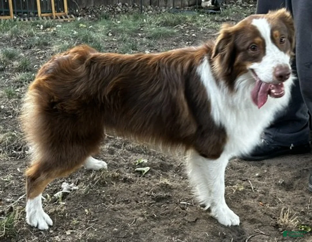 Australian Shepherd dogs for sale: Australian Shepherd 3 - Ad 2