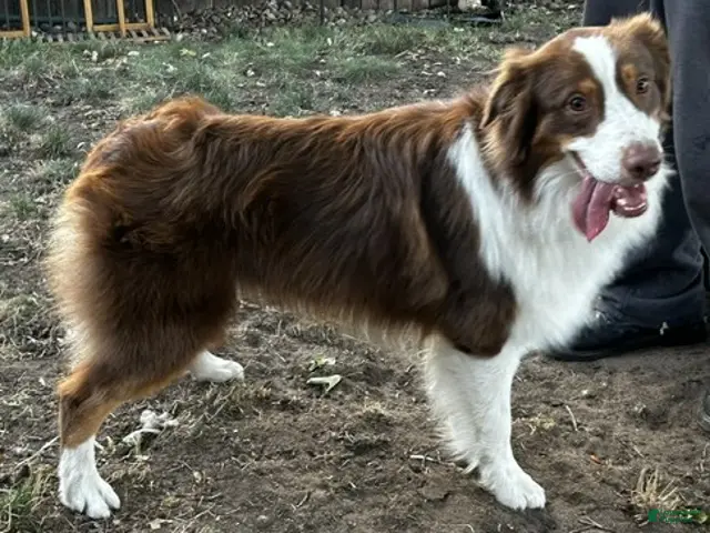 Australian Shepherd dogs for sale: Australian Shepherd 3 - Ad 2