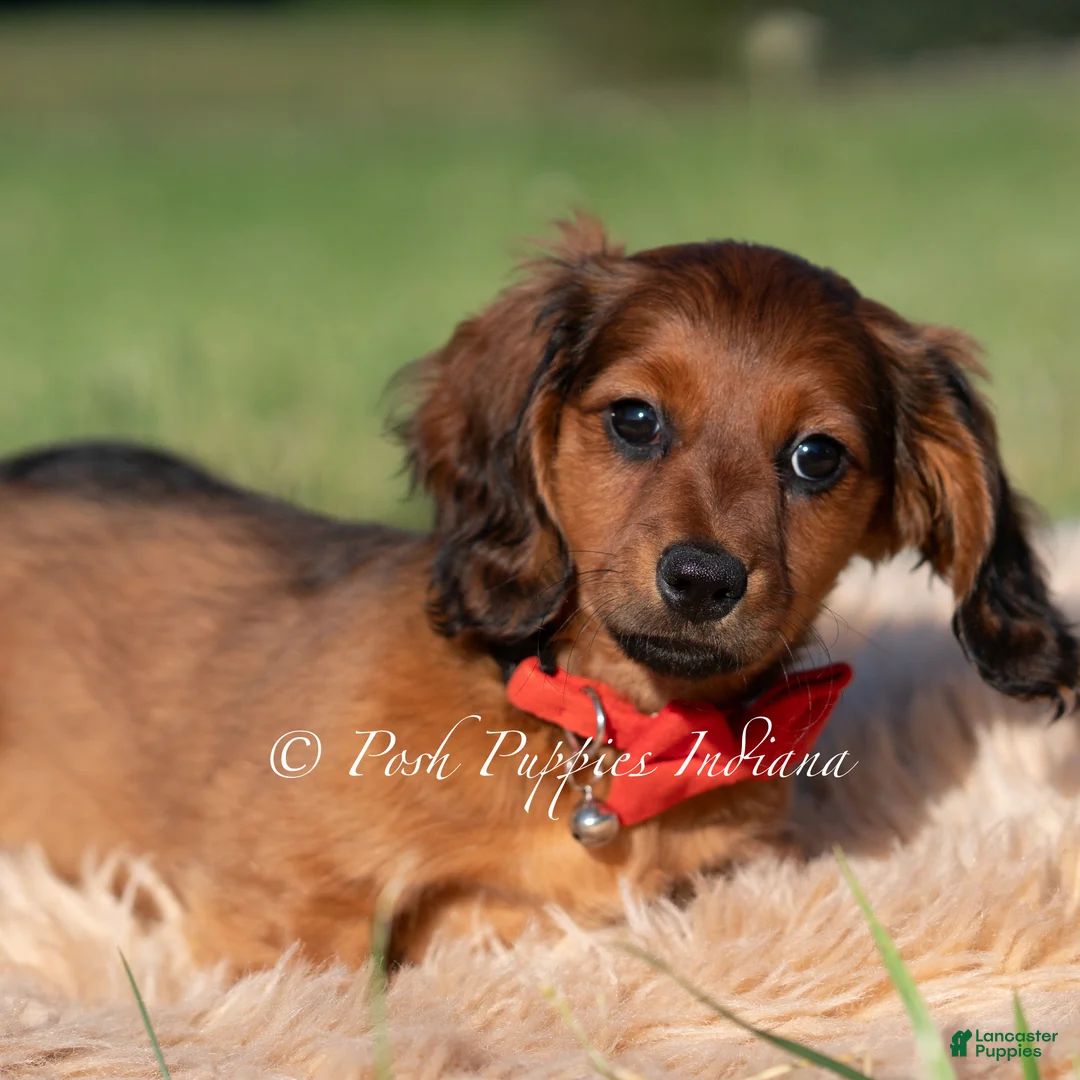 Miniature Dachshund dogs for sale: Shortstack AKC - Ad 4