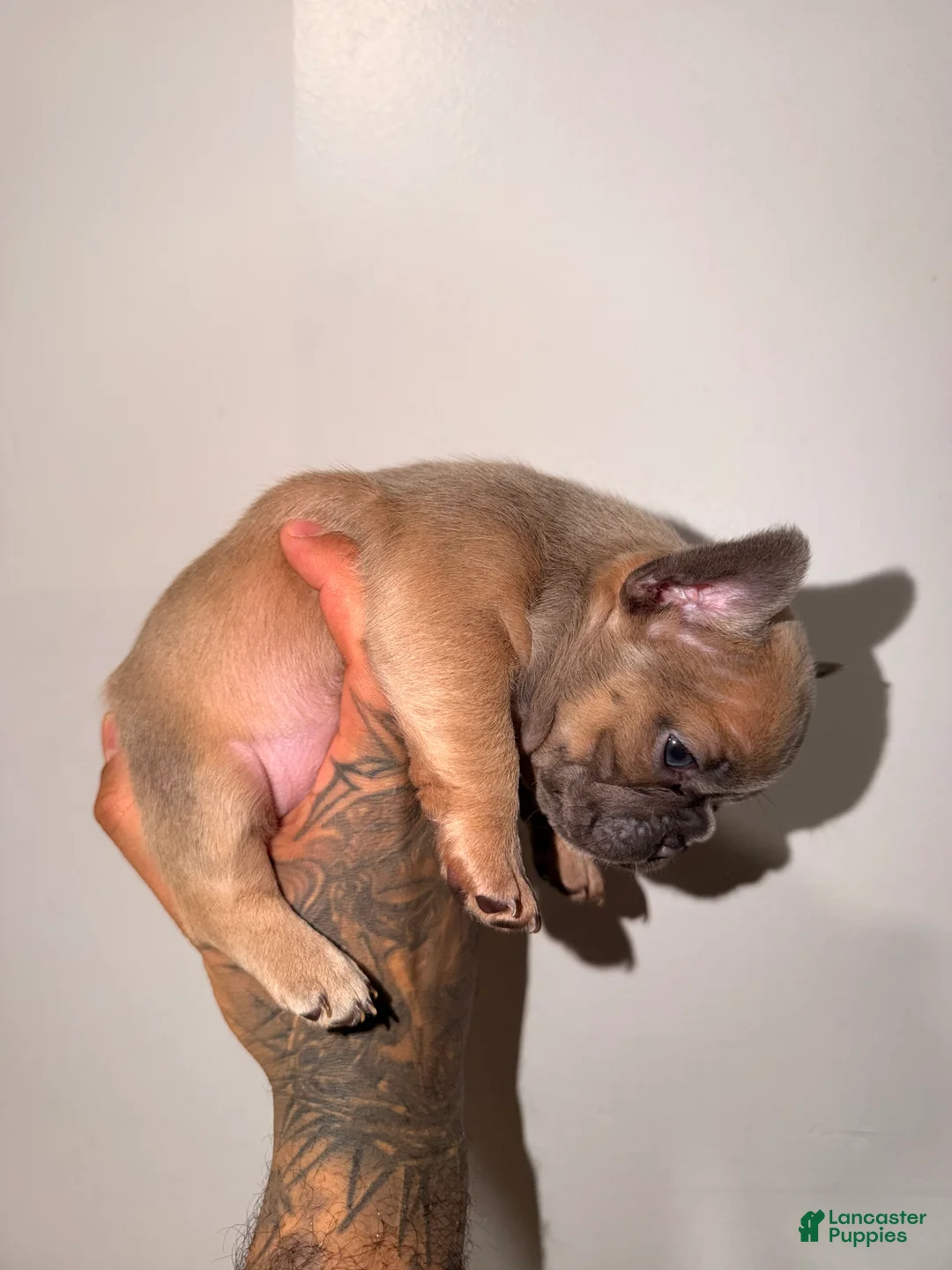 French Bulldog dogs for sale: Blossom - Ad 3