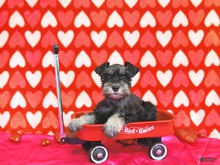 Miniature Schnauzer dogs Kyah - Ad 31