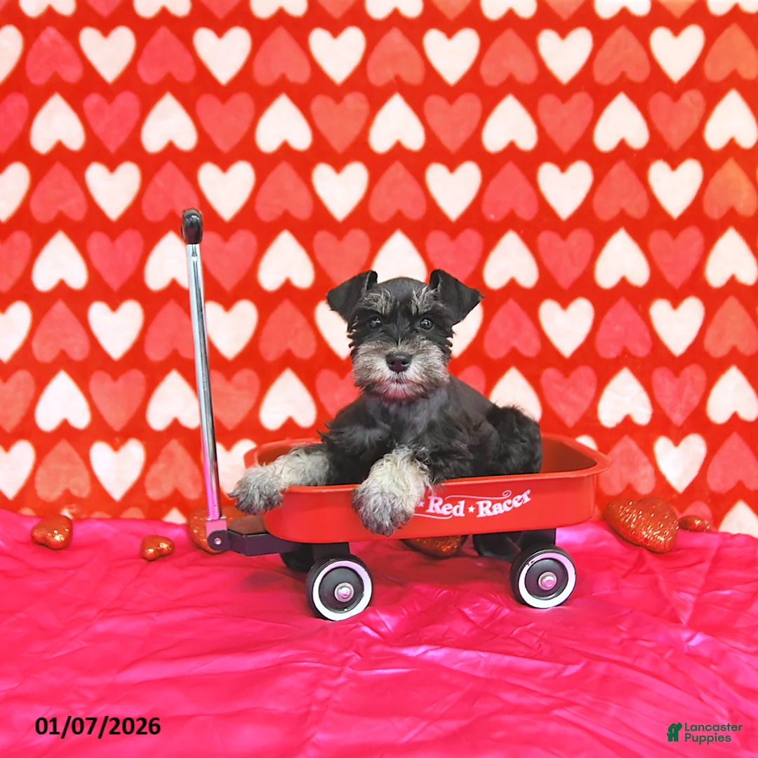 Miniature Schnauzer dogs for sale: Kyah - Ad 6