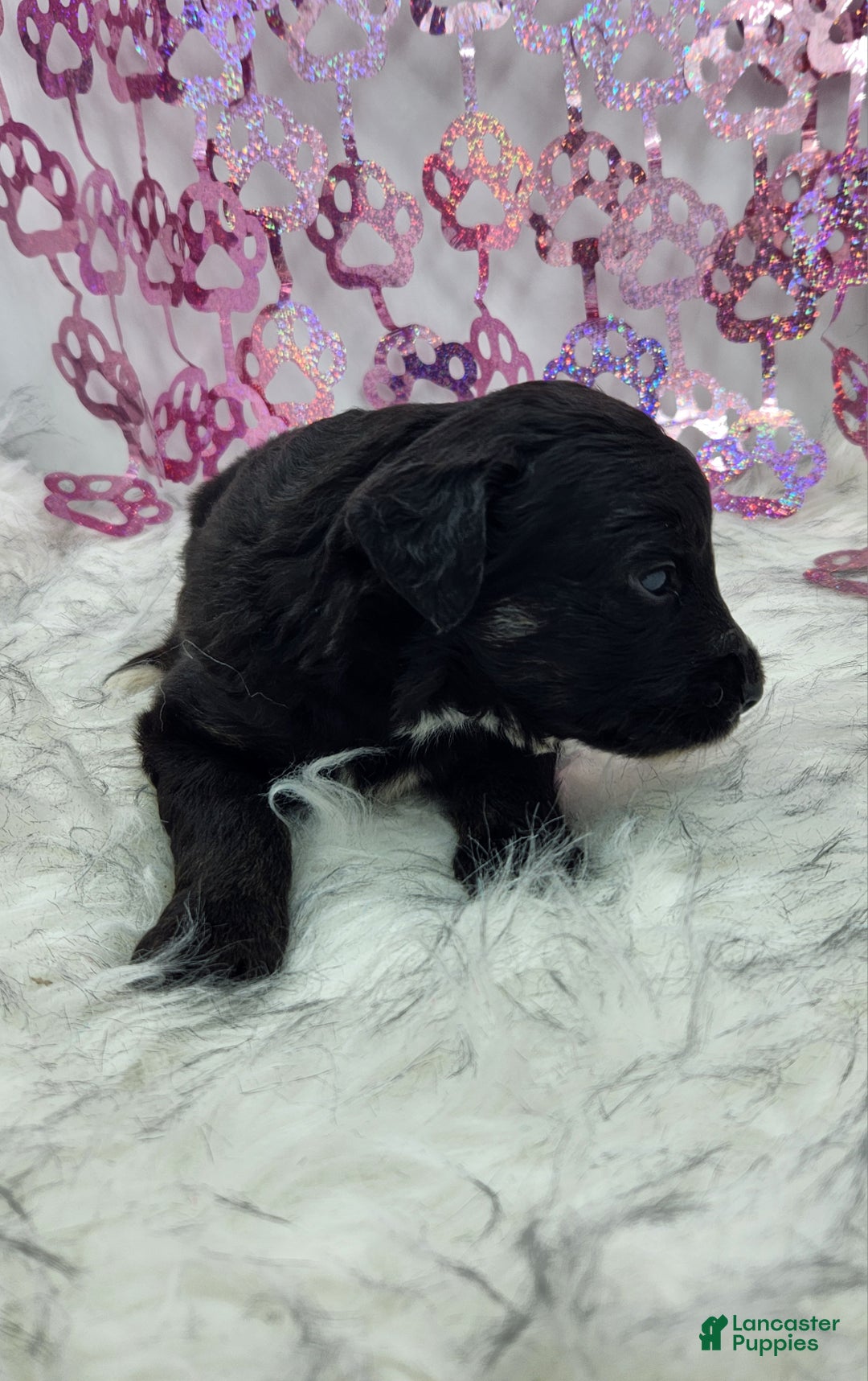 Mini Aussiedoodle dogs for sale: Mini Aussiedoodle Puppy 5 - Ad 5