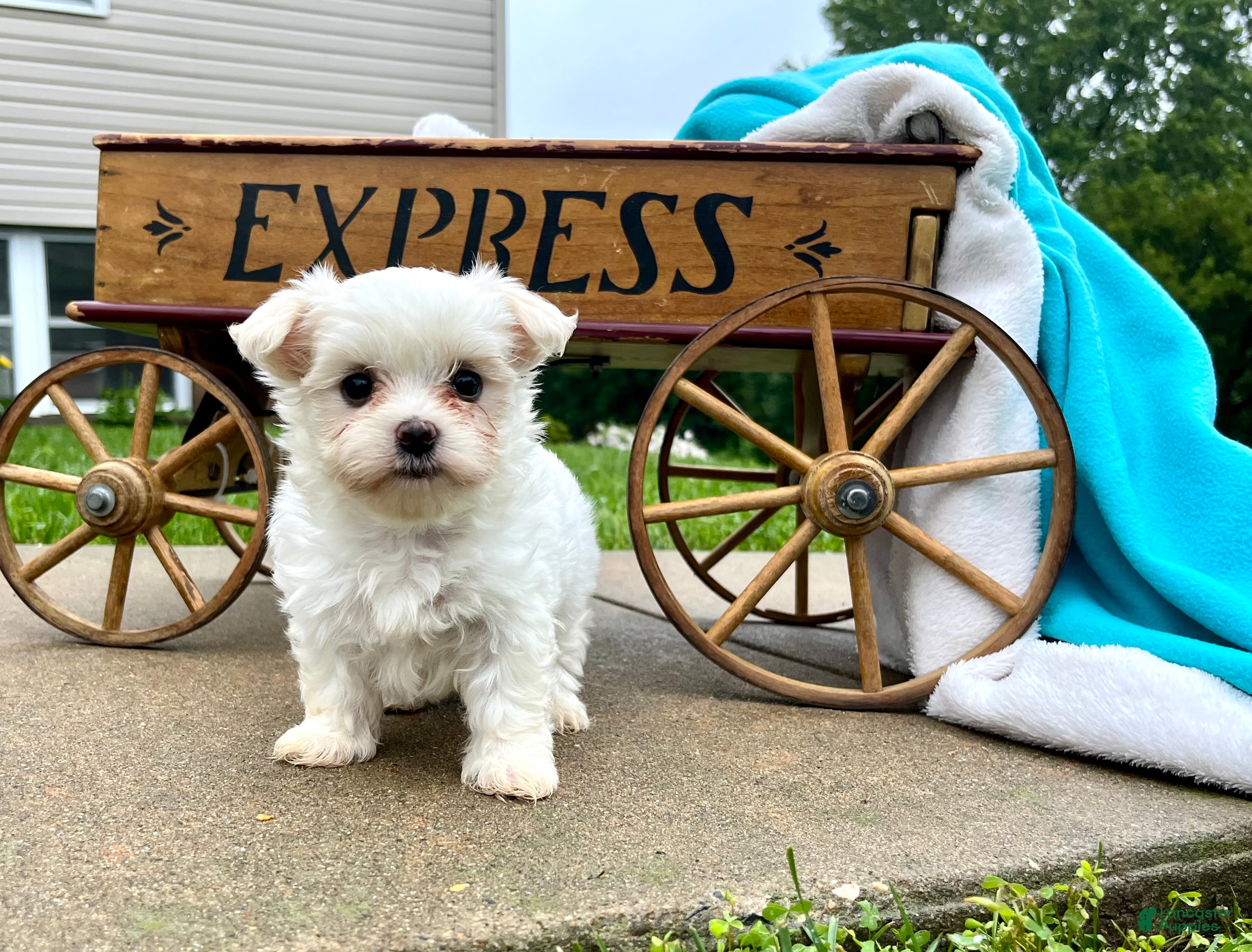 Maltese dogs Tilly❤️AKC Genetic Tested 5/6lb parents🐾Text or call today - Ad 2