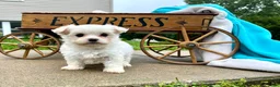 Maltese dogs for sale: Tilly❤️AKC Genetic Tested 5/6lb parents🐾Text or call today - Ad 2