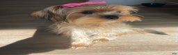 Yorkshire Terrier dogs for sale: Yorkshire Terrier Puppy 1 - Ad 2