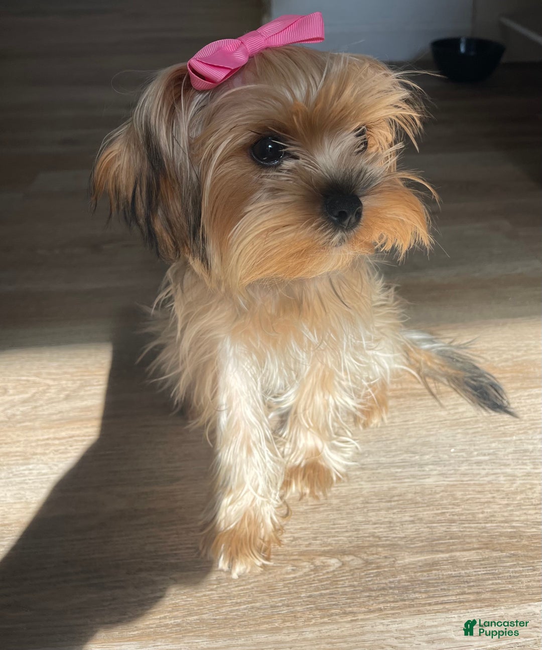 Yorkshire Terrier dogs for sale: Yorkshire Terrier Puppy 1 - Ad 2