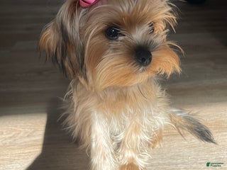 Yorkshire Terrier dogs Yorkshire Terrier Puppy 1 - Ad 31