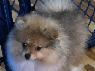 Pomeranian dogs Pomeranian Puppy 1 - Ad 41