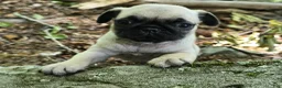 Pug dogs for sale: Chad - Ad 11