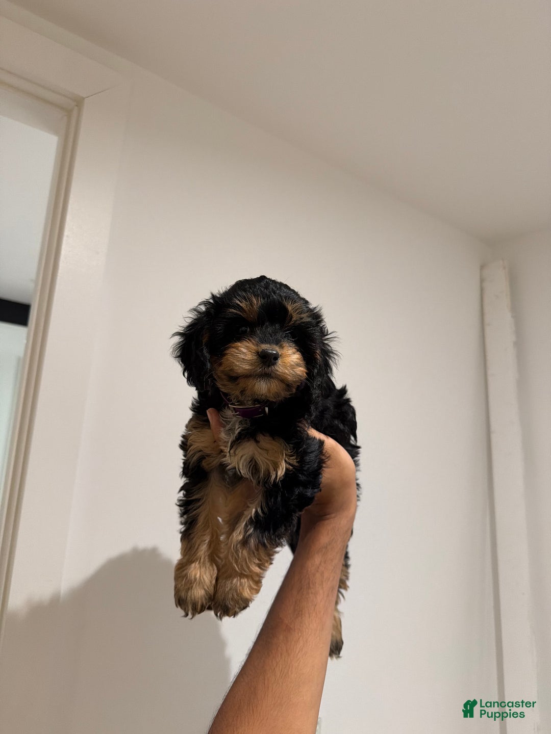 Cavapoo dogs for sale: Joy - Ad 5