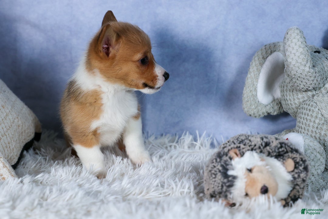 Welsh Corgi Pembroke dogs for sale: Amber - Ad 10