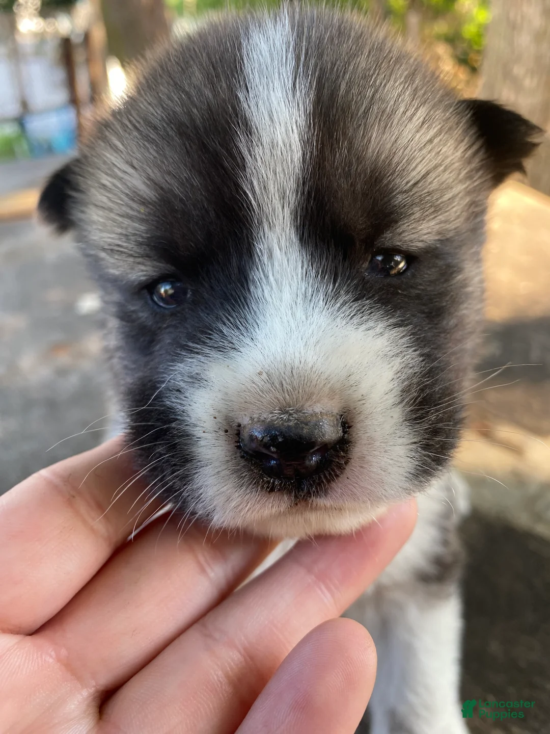 Mixed Breed dogs for sale: Tobin - Ad 1