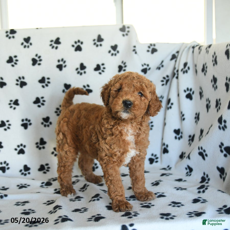 Mini Goldendoodle dogs Ruckus - Ad 1