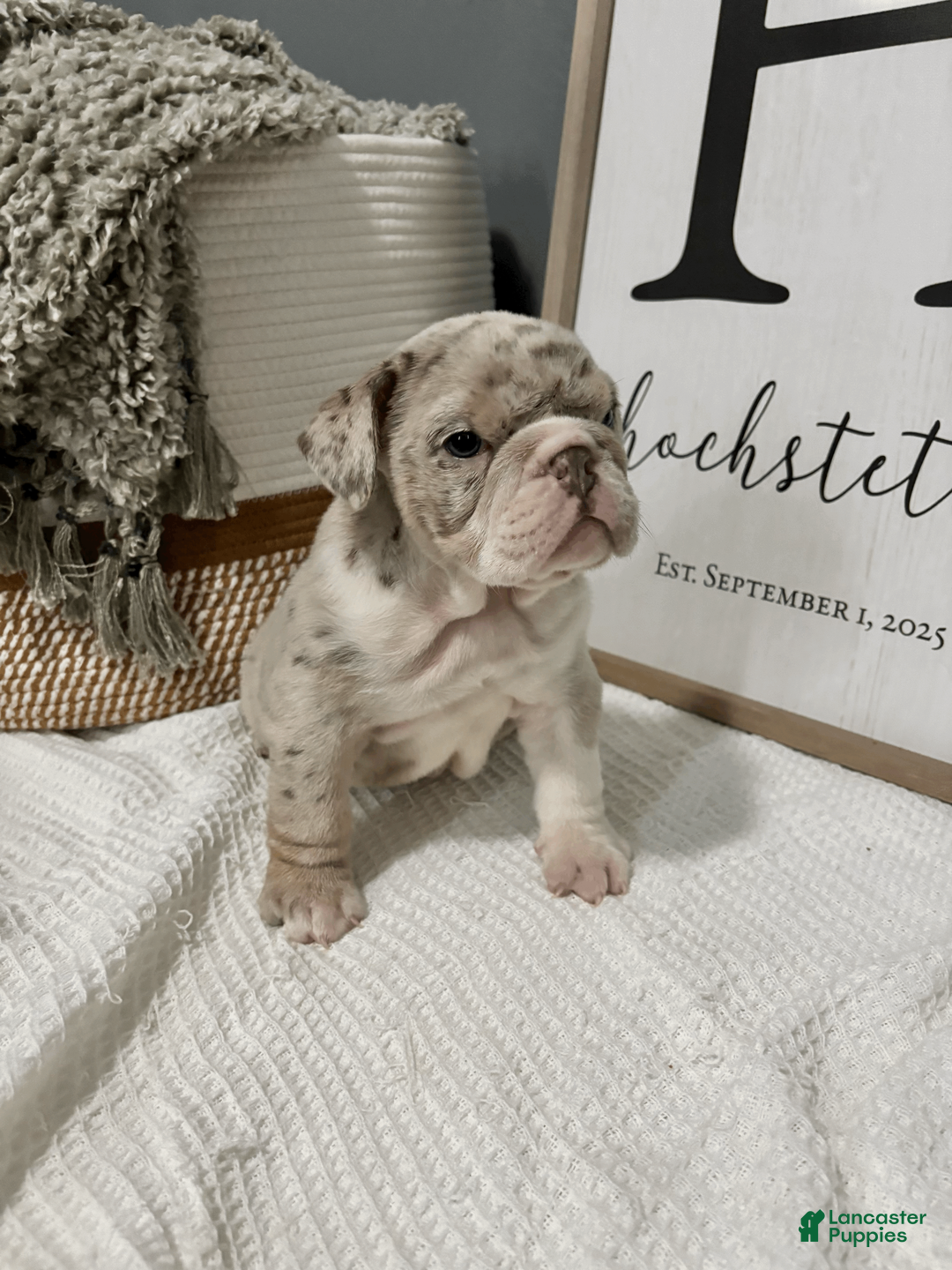 Mixed Breed dogs for sale: Winter - Ad 7