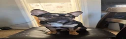 French Bulldog dogs for sale: French Bulldog 1 - Ad 2