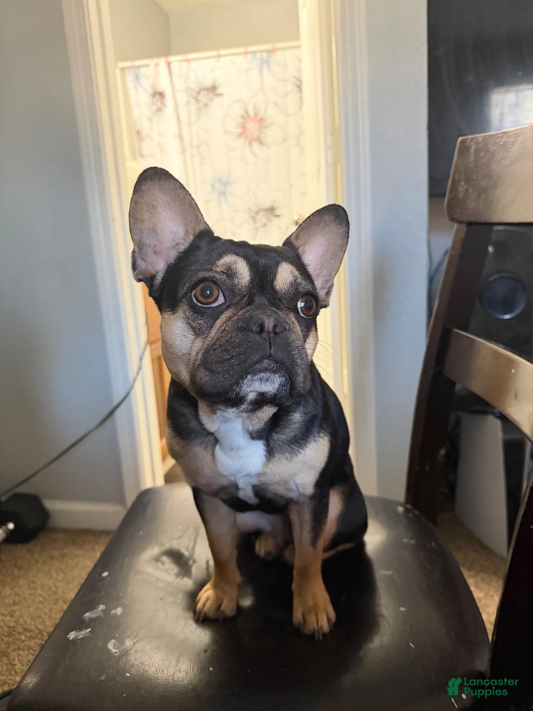 French Bulldog dogs for sale: French Bulldog 1 - Ad 2
