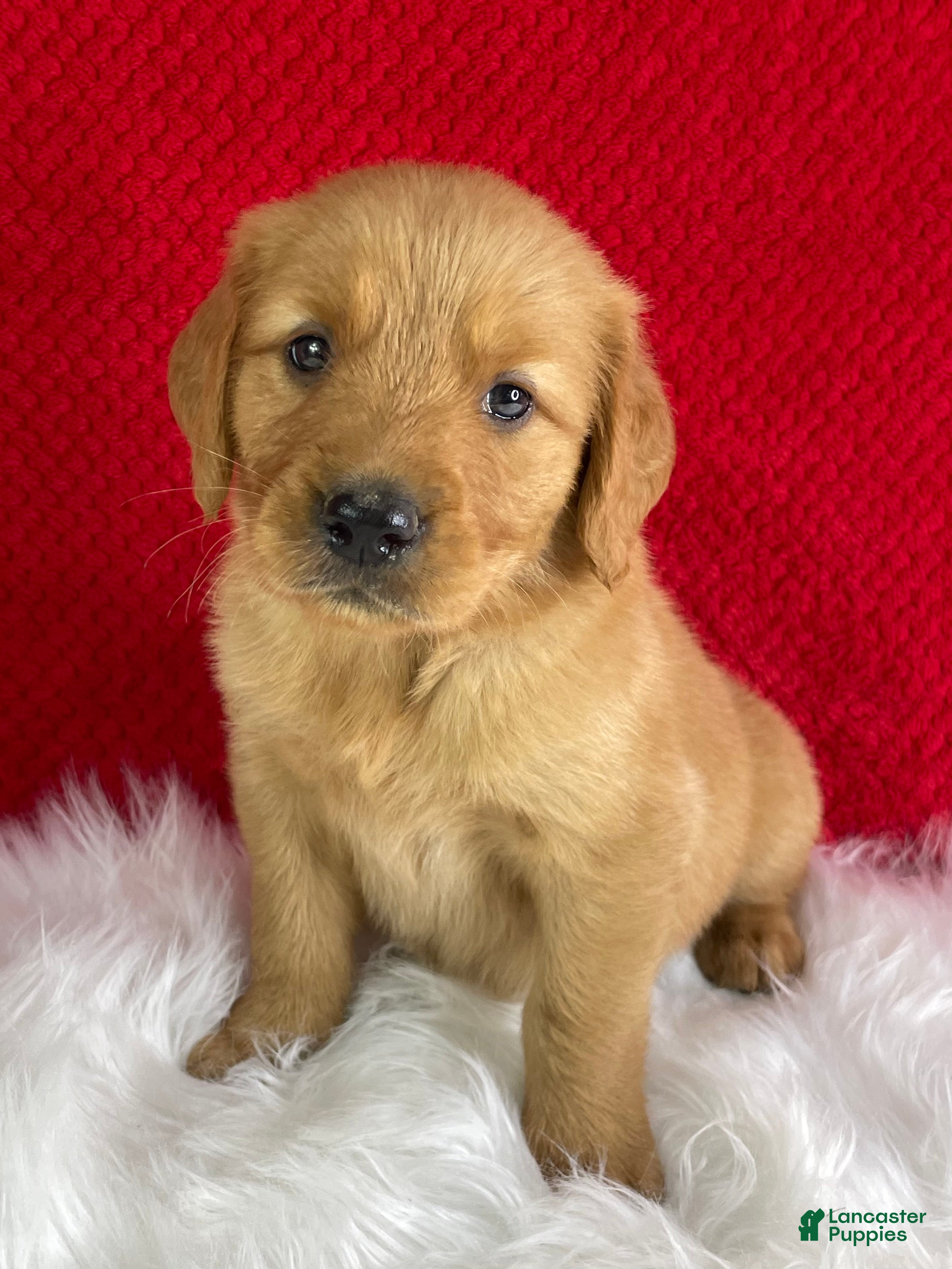 Golden Retriever dogs Leo - Ad 1