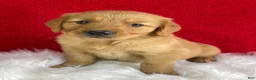 Golden Retriever dogs for sale: Leo - Ad 1